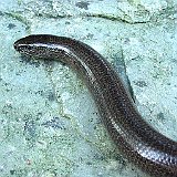 anguis fragilis-blindschleiche-orvet